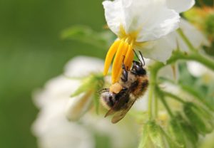 abeille-sauvage-fleur-de-pomme-de-terre-pixabay-cc0-aspect-ratio-236x164
