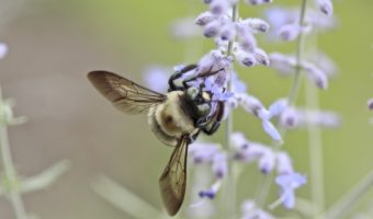 abeille-sauvage-lavande-cc0-aspect-ratio-340x200