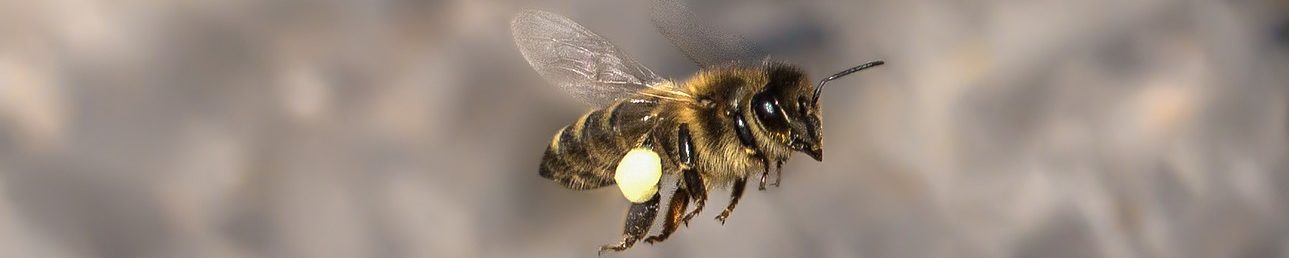 abeille-volant-avec-pollen-pixabay-umsiedlungen-aspect-ratio-1500x300