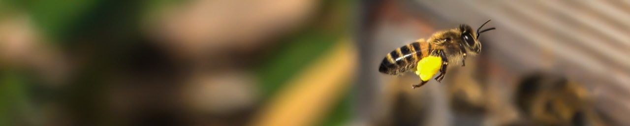 abeille-volant-avec-pollen-pixabay-umsiedlungen-aspect-ratio-1500x300