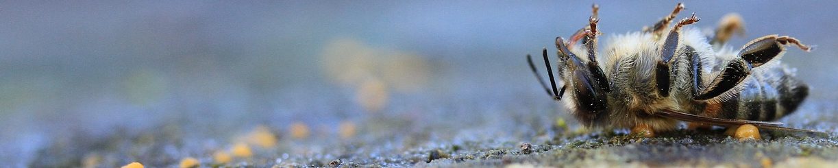 bee-3419634-1920-aspect-ratio-1500x300