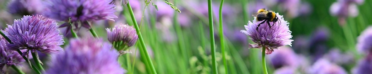 ciboulette-bembles-jhmillard-pixabay-aspect-ratio-1500x300