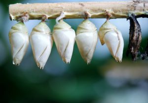 cocon-papillon-larve-pixabay-glady-aspect-ratio-236x164