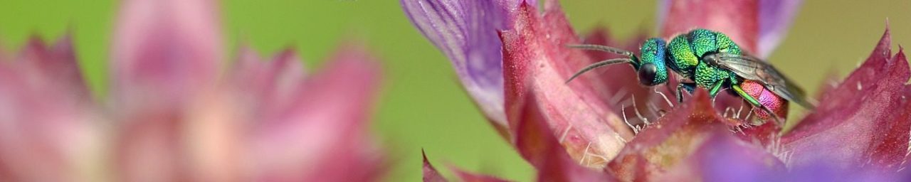 insecte-vert-fleur-violette-pixabay-susannp4-aspect-ratio-1500x300
