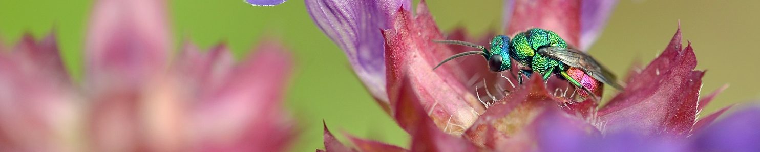 insecte-vert-fleur-violette-pixabay-susannp4-aspect-ratio-1500x300