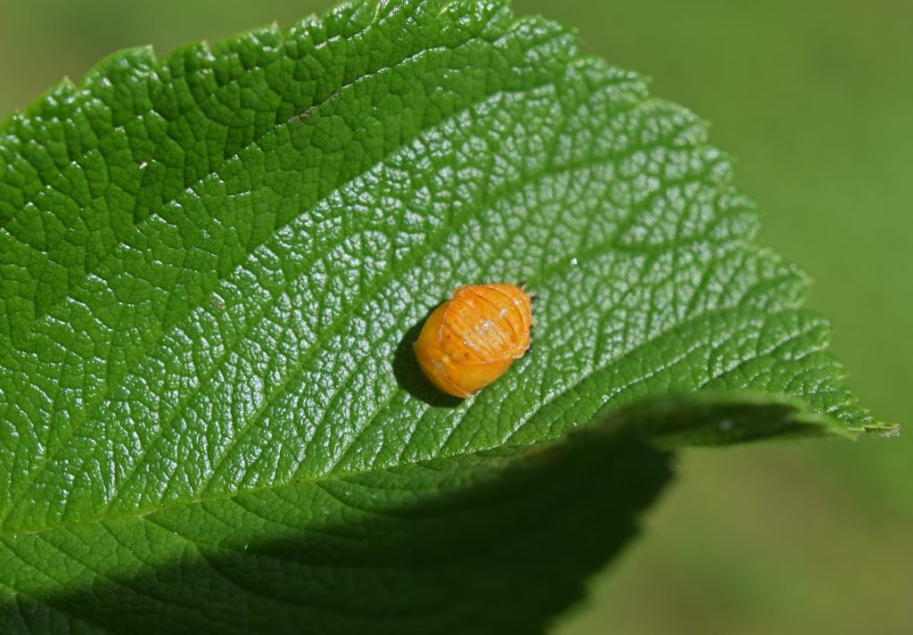 ladybug-pupa-2315923_1920