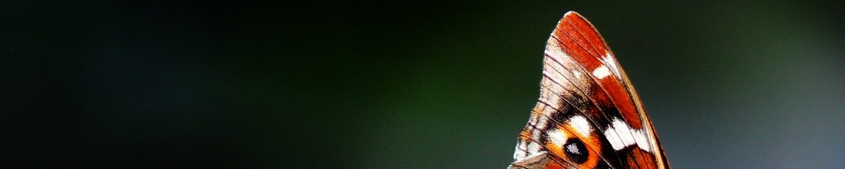 paondujour-ailesfermees-pixabay-fbhk-aspect-ratio-1500x300