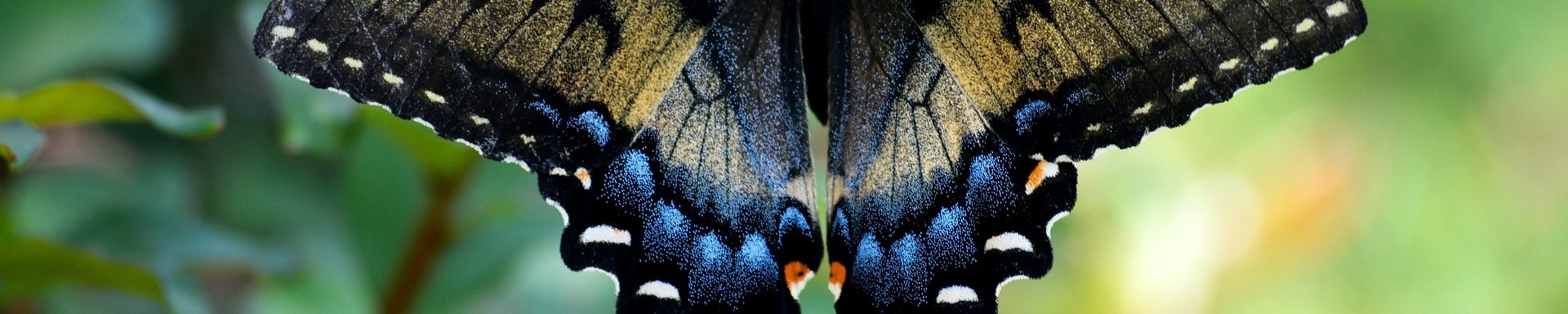 papillon-machaon-pixabay-paulbr75-aspect-ratio-1500x300