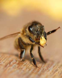 abeilles-en-liberte-sortie-du magazine
