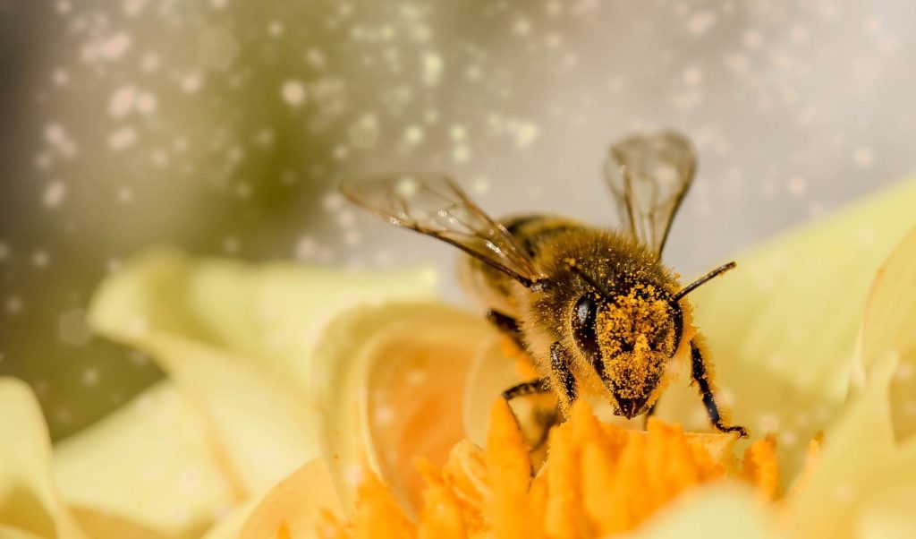 abeille-fleur-pollen-pixabay-myriams-fotos-aspect-ratio-340x200