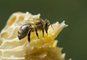 abeille-noire-thierry-vezon-300x199-aspect-ratio-236x164