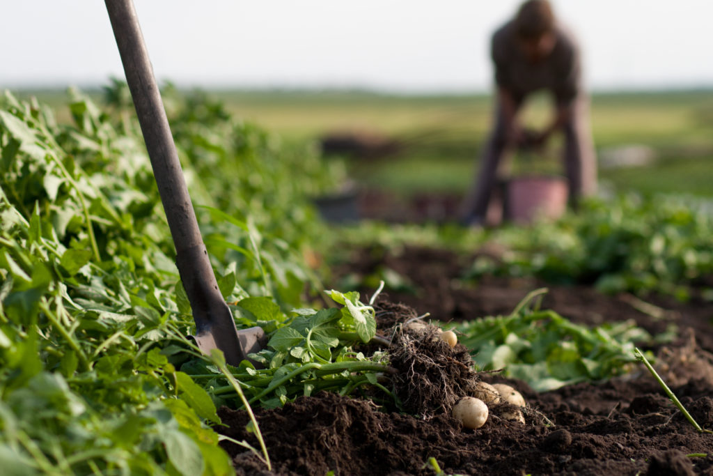 digging potatoes