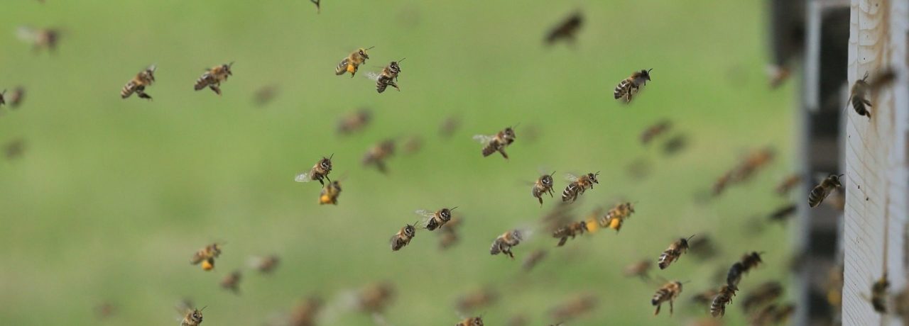 bees-pixabay-e1553183406867-aspect-ratio-1500x540