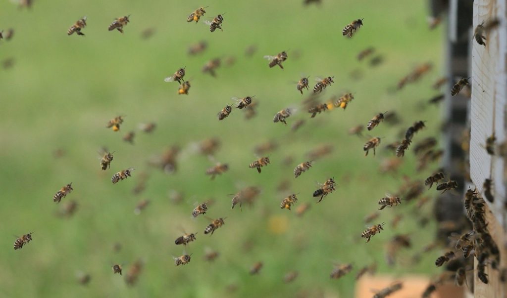 bees-pixabay-e1553183406867-aspect-ratio-340x200