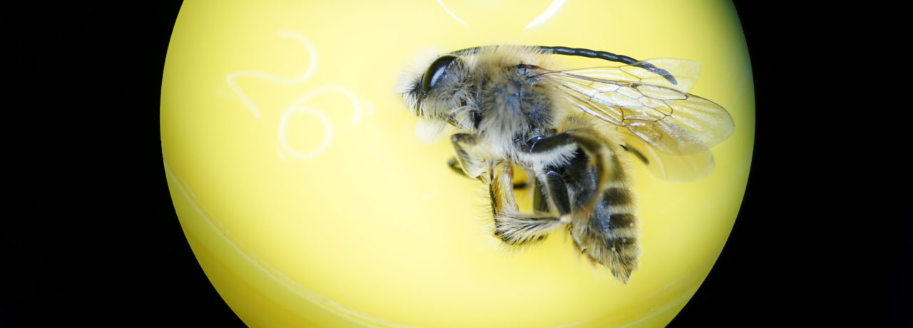 focale-apiformes-rond-jaune-aspect-ratio-1500x540