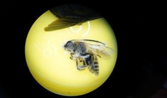 focale-apiformes-rond-jaune-aspect-ratio-340x200