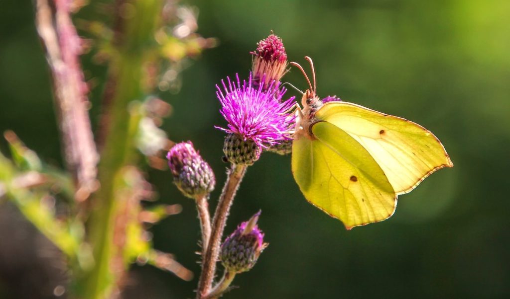 gonepteryx-rhamni-pixabay-analogicus-aspect-ratio-340x200