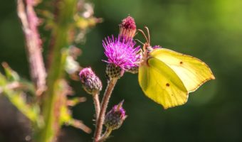 gonepteryx-rhamni-pixabay-analogicus-aspect-ratio-340x200