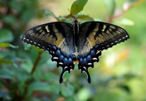 papillon-machaon-pixabay-paulbr75-aspect-ratio-236x164