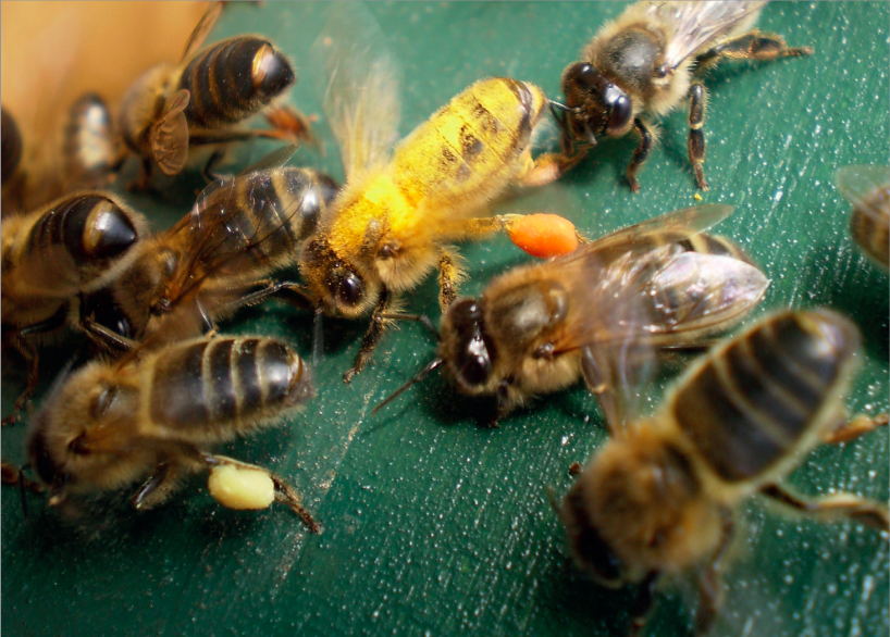 abeilles-noires-fedcan