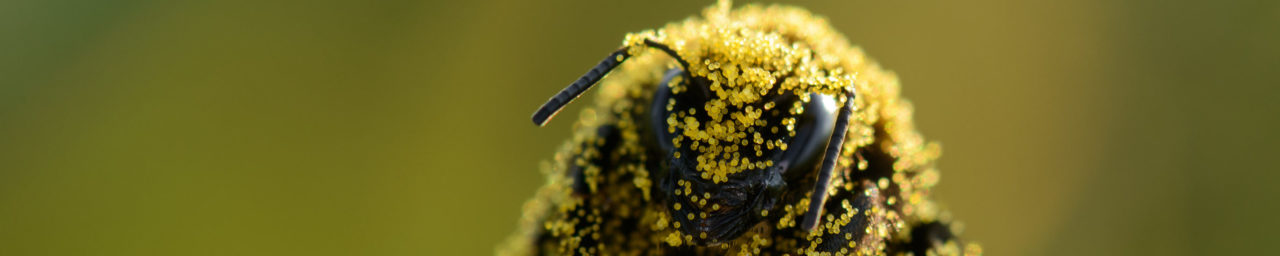 abeille-couverte-de-pollen-c-jonnycana-adobestock-aspect-ratio-1500x300