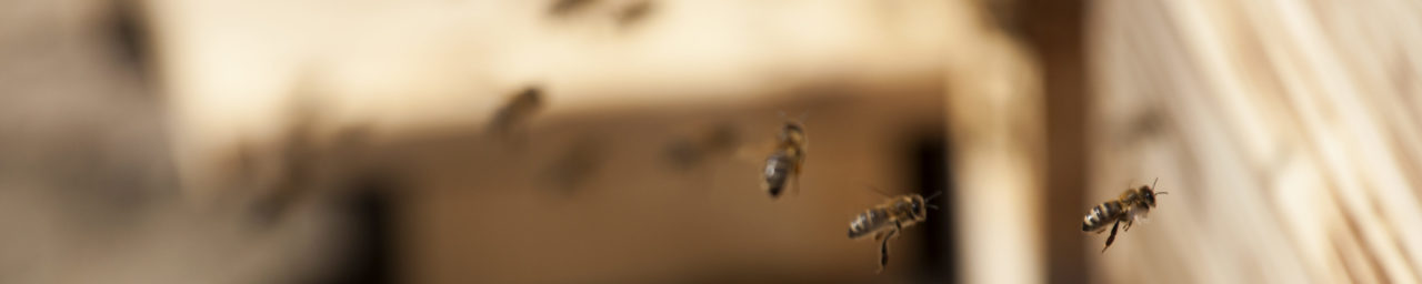 Sauvons les abeilles avec Pollinis Sauvons les abeilles avec Pollinis