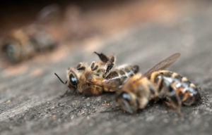 dead bees