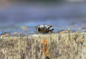 bee-3419634-1920-aspect-ratio-236x164