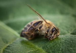abeille-morte-sur-feuille-verte-c-photografiero-adobestock-aspect-ratio-236x164