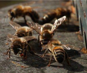 abeilles-noires-photo-bertrand-bernard