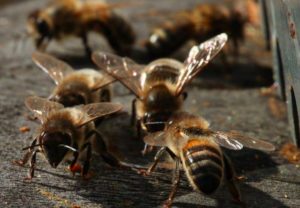 abeilles-noires-photo-bertrand-bernard-aspect-ratio-236x164