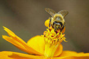 Image-of-bee-or-honeybee-on-yellow-flower-collects-nectar