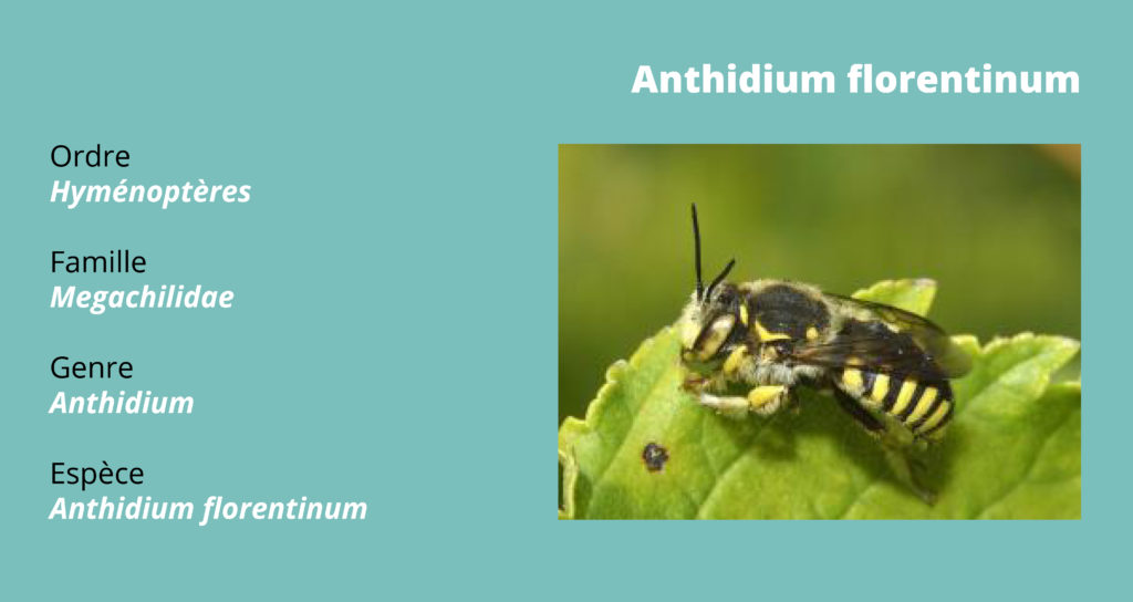 anthidium_florentinum_encadre