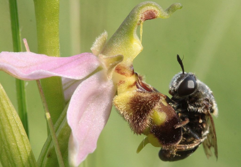 la-sexualite-des-orchidees-c-c.-dirwimmer-aspect-ratio-236x164
