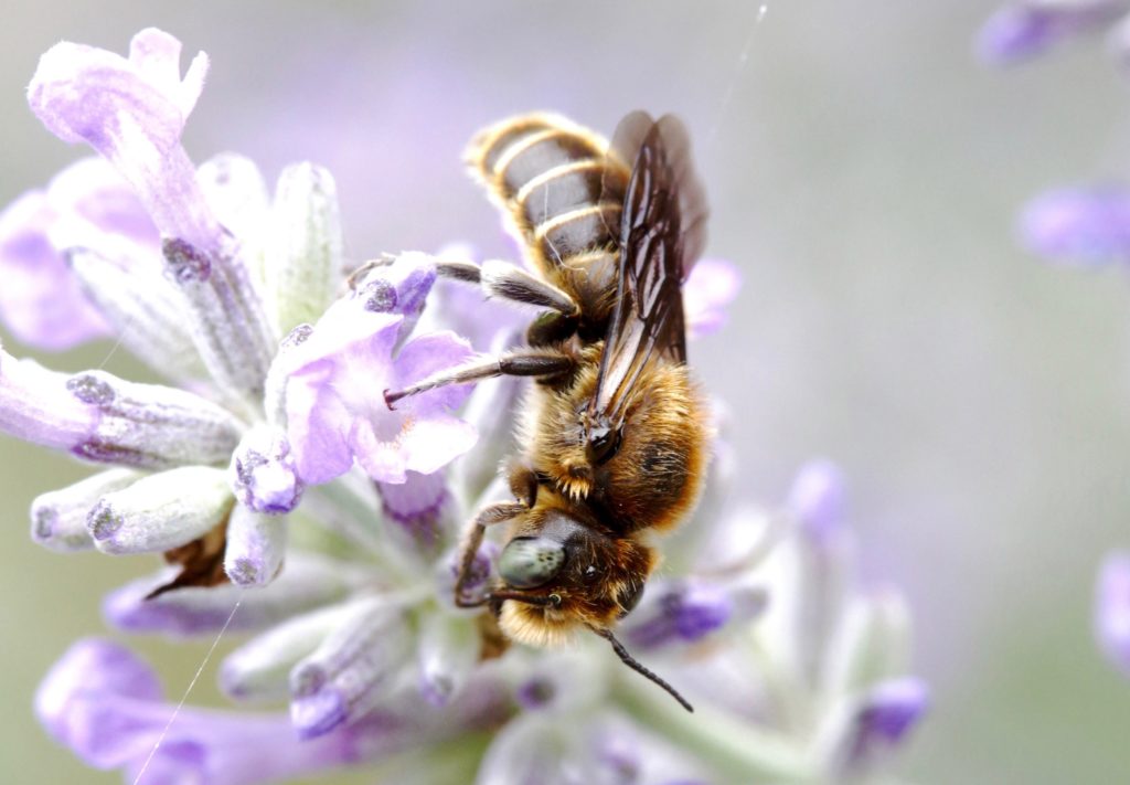 megachille-marie-adrian-aspect-ratio-236x164