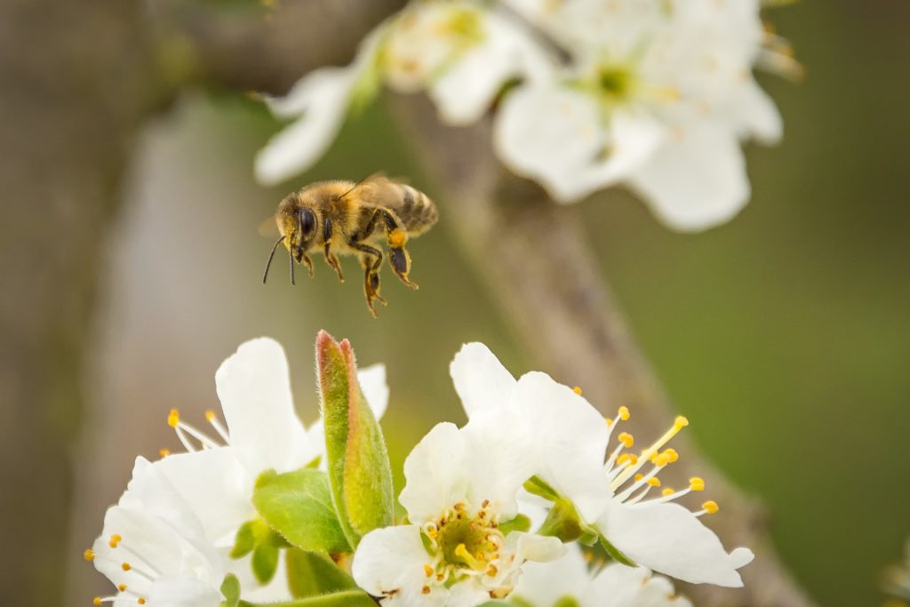 abeille-butinant-pollinisant-fleurs-blanches