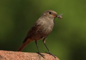 oiseau-mangeant-un-insecte-dr-thomas-wilken-pixabay-aspect-ratio-236x164