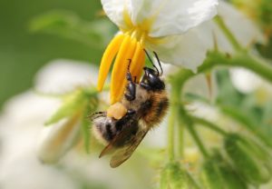 abeille-sauvage-fleur-de-pomme-de-terre-pixabay-cc0-aspect-ratio-236x164