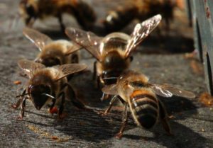 abeilles-noires-photo-bertrand-bernard-aspect-ratio-236x164