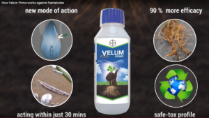 Bayer publicite Velum nematodes