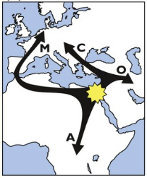 migration-apis-mellifera-1