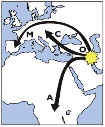 migration-apis-mellifera-2