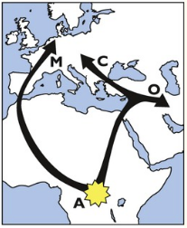 migration-apis-mellifera-3