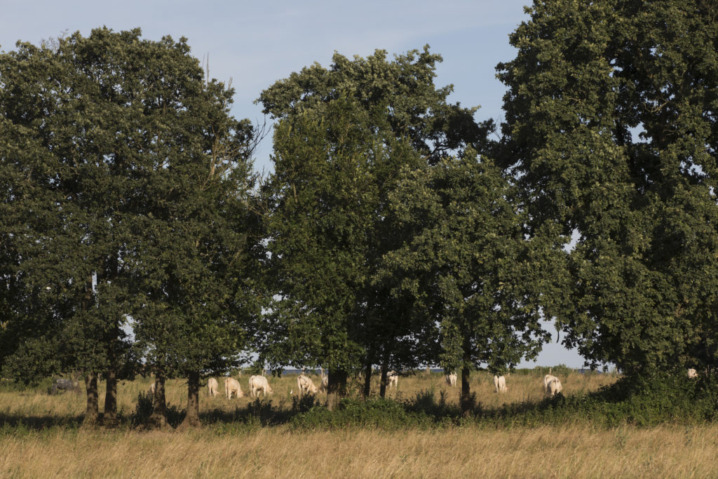 Ferme des Petits pas