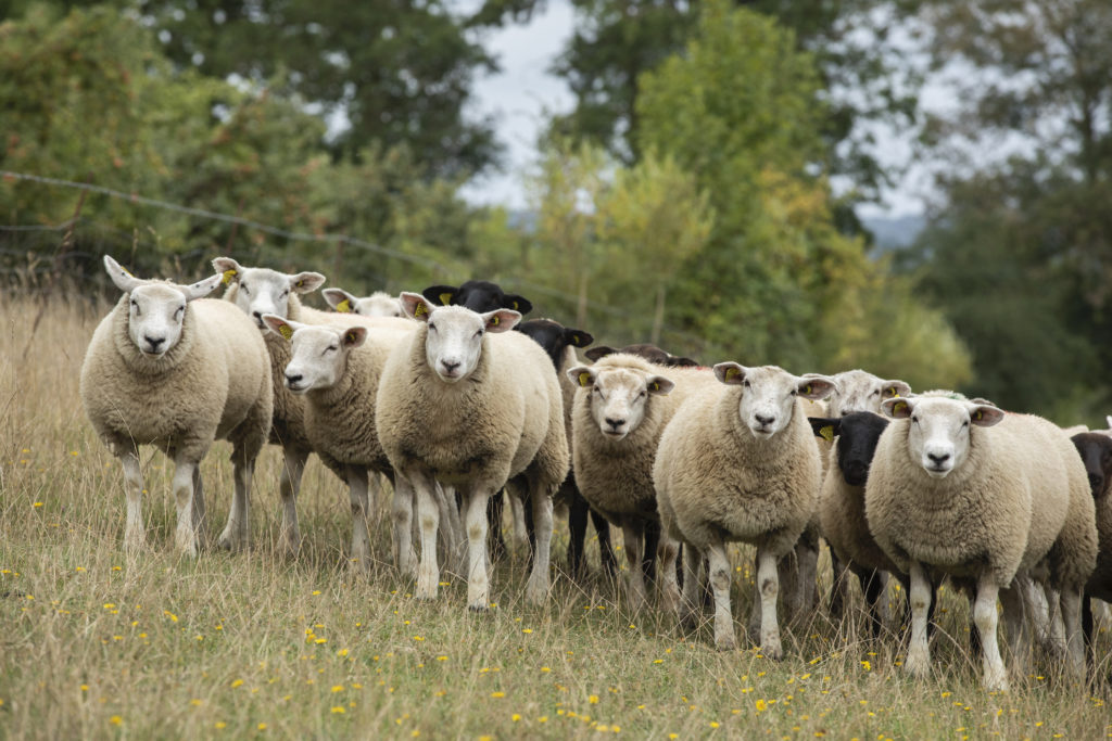 Les vergers de Mothois