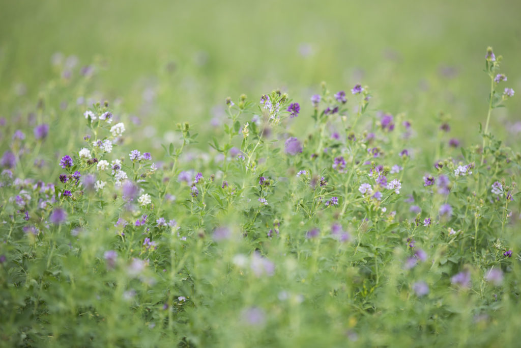 Les prairies fournissent des habitats et de la nourriture aux pollinisateurs. © P. Besnard/POLLINIS