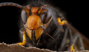 Real Vespa Velutina Macro
