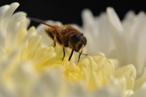 Gros plan pollinisateur (syrphes?) fleur jaune et blanche