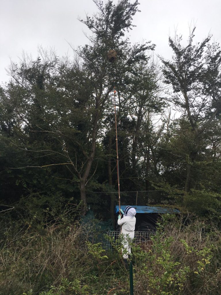 test-anti-frelon-perche-telescopique