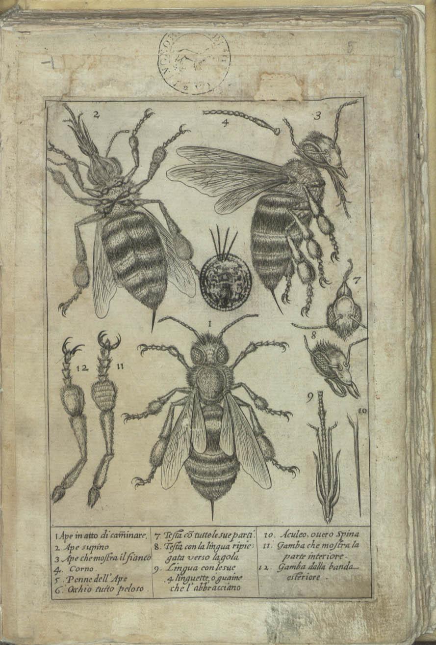 L'abeille examinée au microscope, par Federico Cesi et Francesco Stelluti, Apiarium, 1625